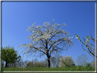 foto Paesaggi Collinari in Primavera